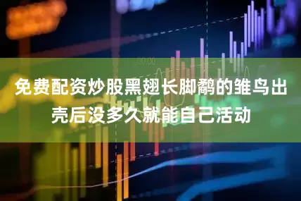 免费配资炒股黑翅长脚鹬的雏鸟出壳后没多久就能自己活动