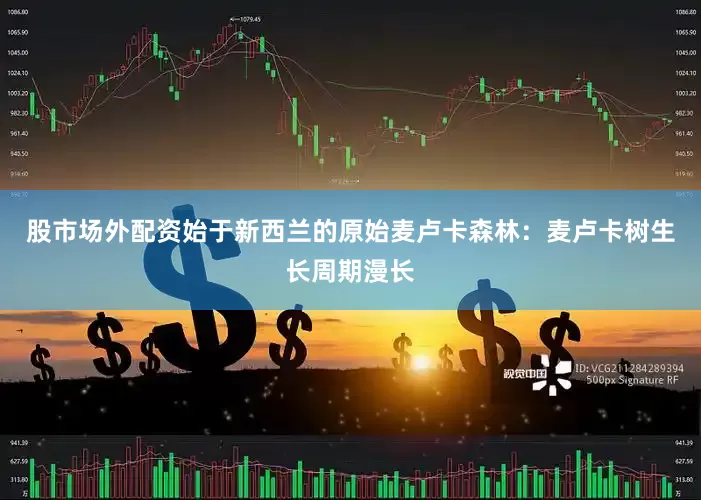 股市场外配资始于新西兰的原始麦卢卡森林：麦卢卡树生长周期漫长